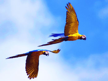 Brazil bird watching