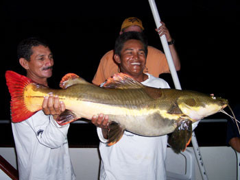 Red Tail catfish in South America