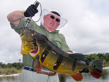 Peacock Bass world record