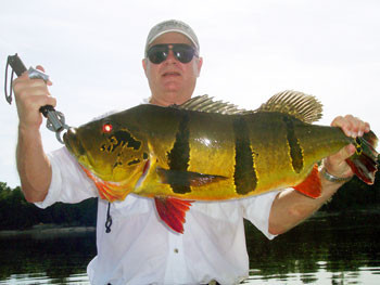 Brazil bass fishing for peacocks